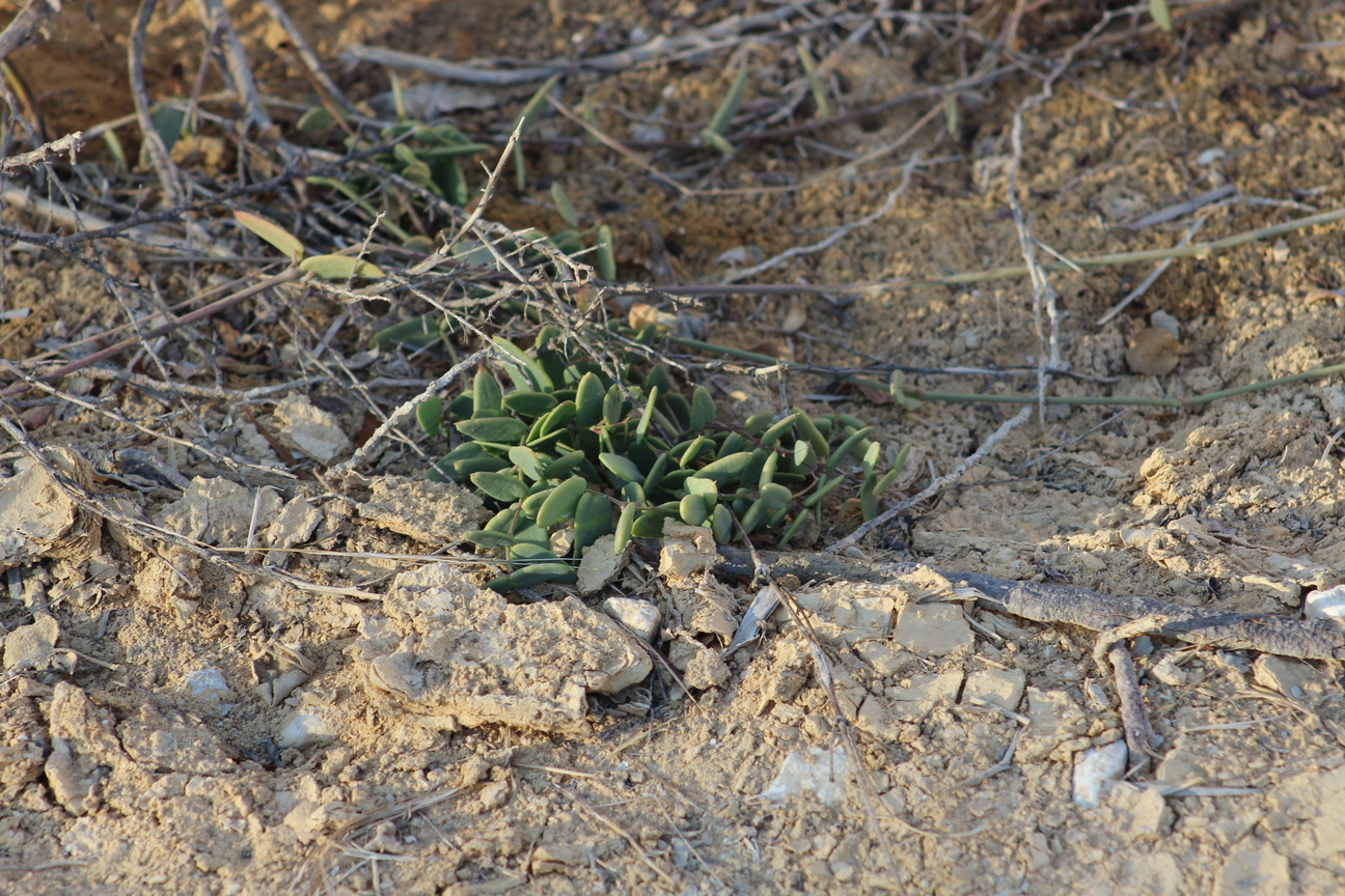 Plant Image